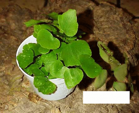 Adiantaceae - Frauenhaarfarngewächse