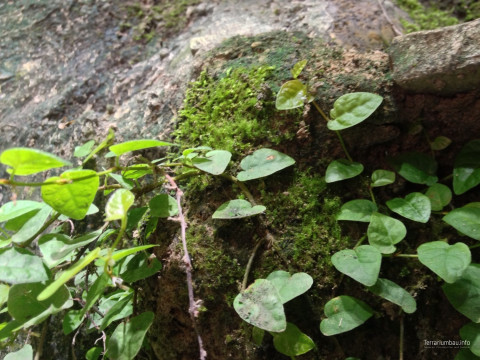 Hypertufa Rückwand mit Ficus