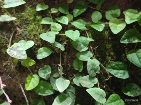 Hypertufa Rückwand mit Ficus