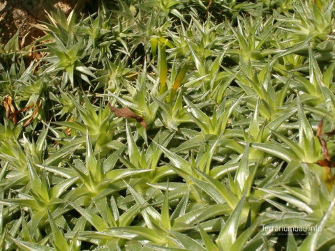 Abromeitiella lorentziana
